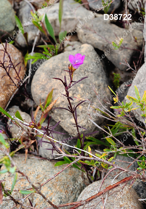 Agalinis paupercula